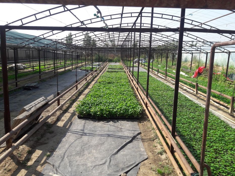 Zangiota tumanida yer sotiladi 1sotixi 35ming $