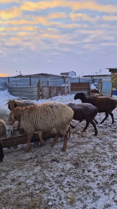 Продам қошқар 3года