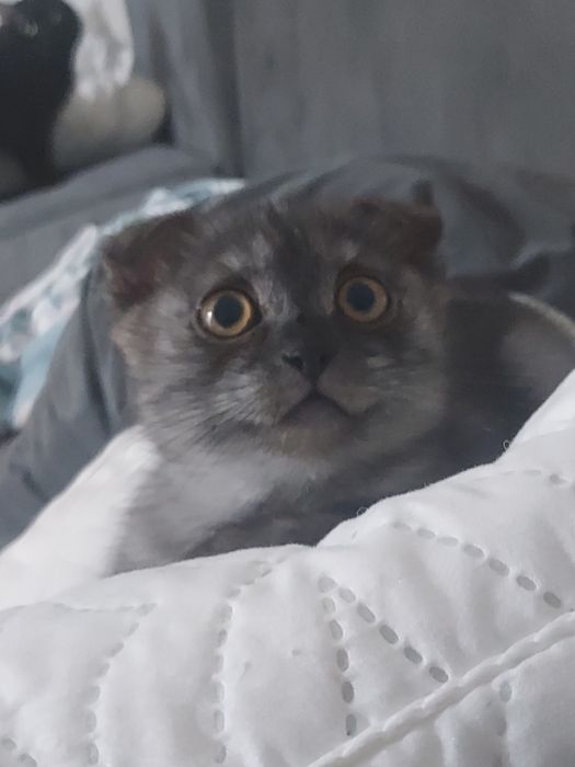 котёнку 2,5 месяца