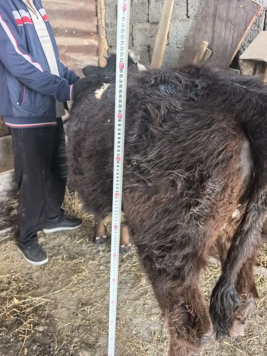 Обменяю годовалую тёлочку