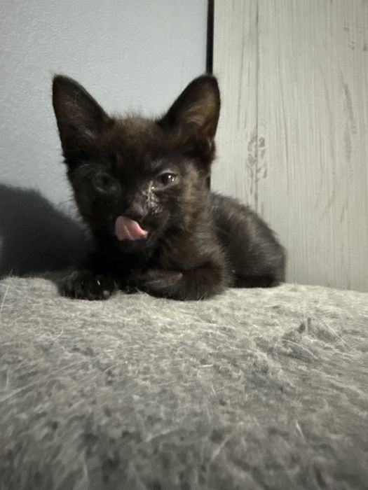 ищем дом котенку