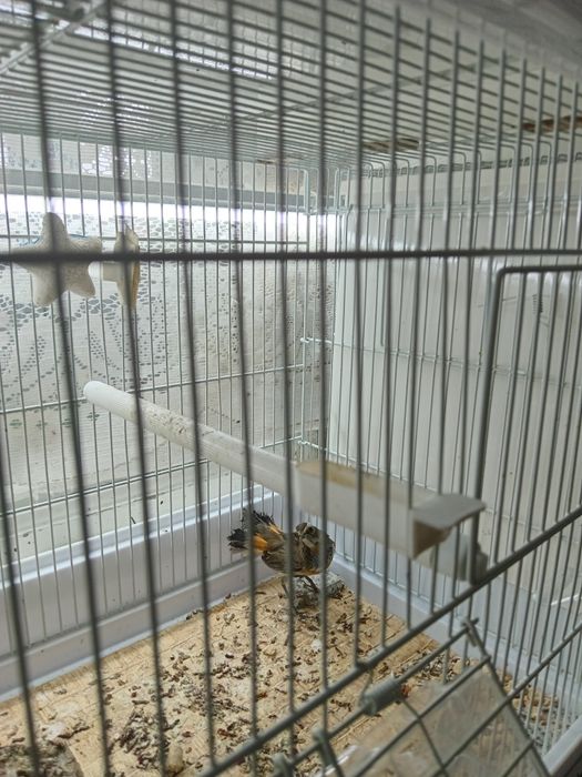 Птица ВАРАКУШКА, варакушка.