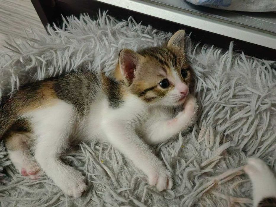 Кошки в добрые руки