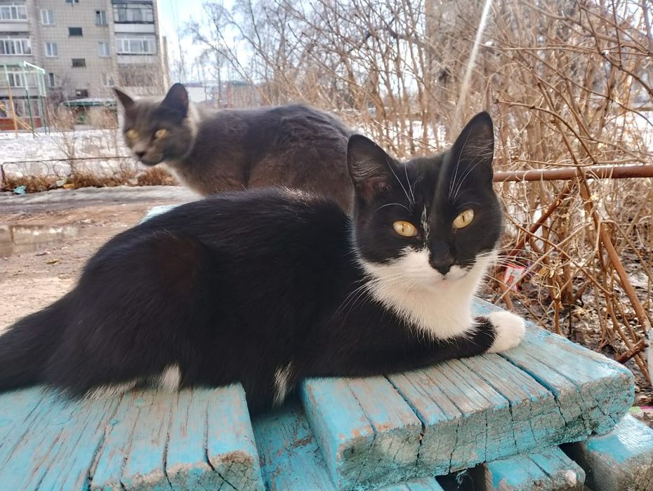 Одам кошек/котов