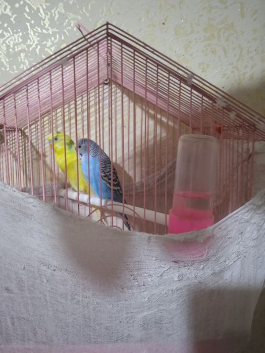 Продам птиц,разных пород,парами