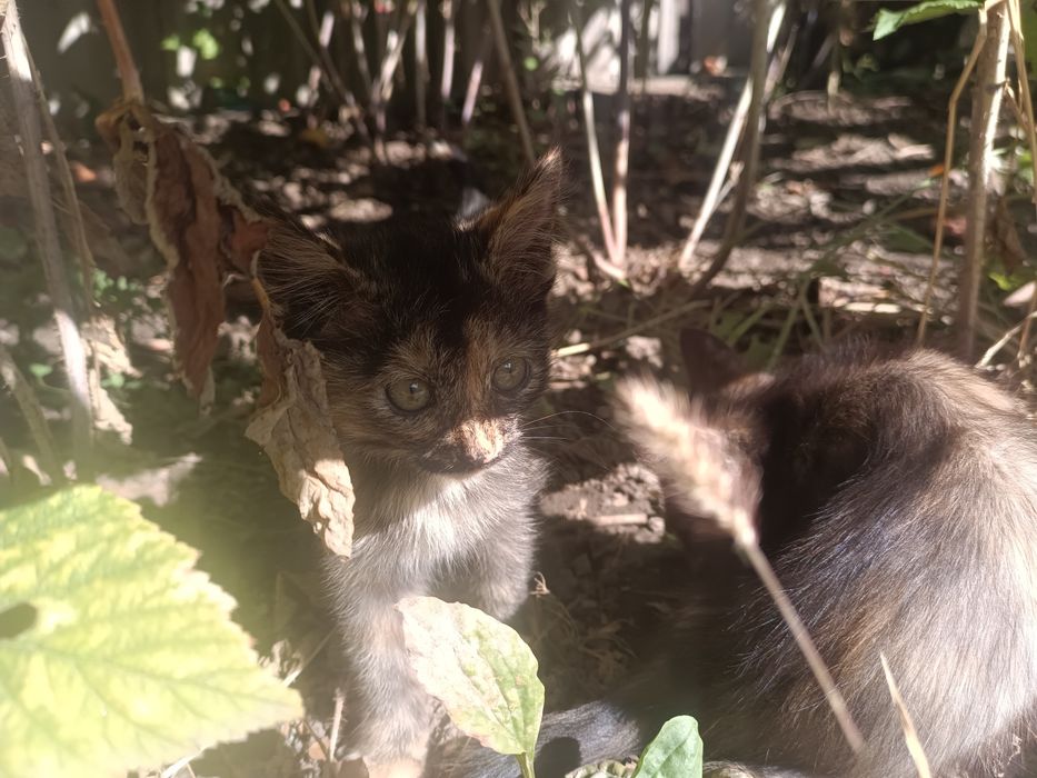 Отдам котят бесплатно