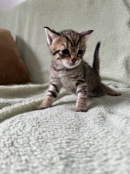 Отдам котят. Мальчики.