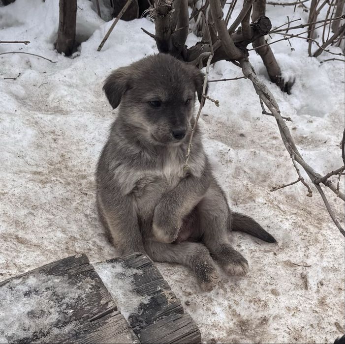 В добрые пуки пристраиваются щенки