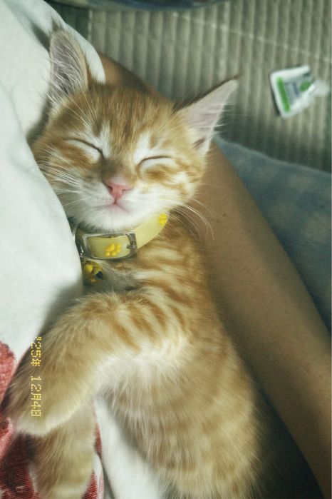 Отдам котёнка бесплатно