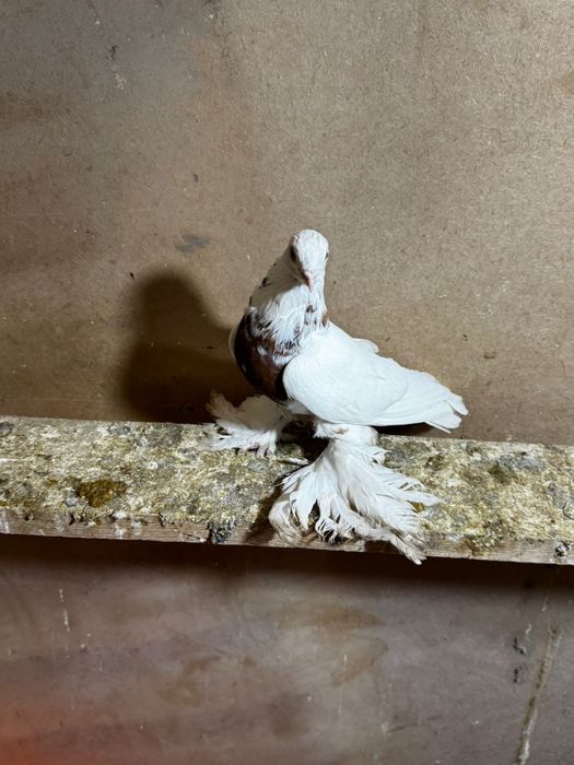 Продам голуби разный парода