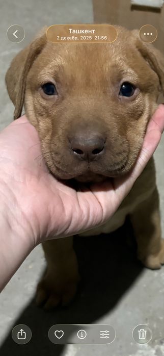 Lobarador 4 oylik 300000 som