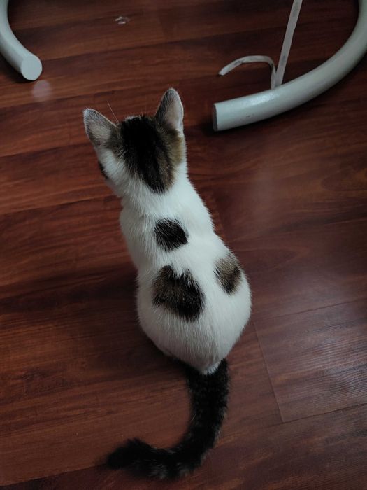 Отдаем кошечку в добрые руки