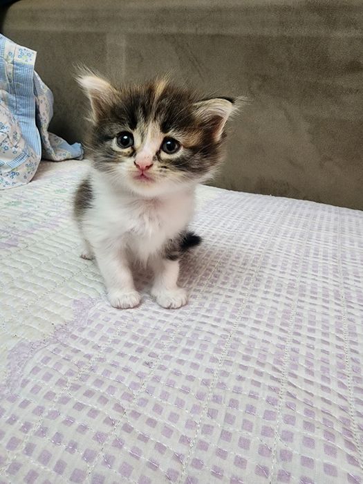 Продам домашних котят