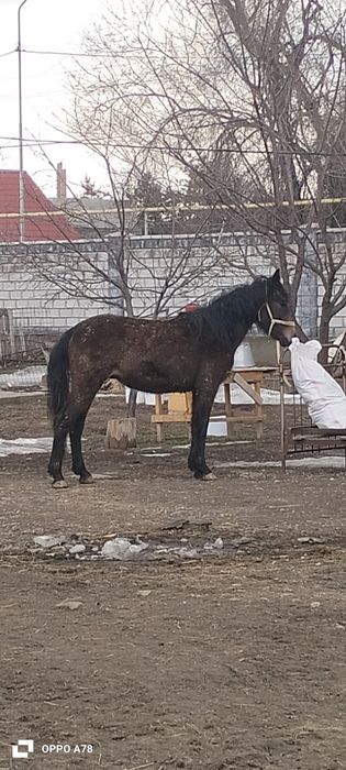 Кунан сатлады...