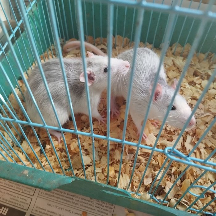 Продам крысу мальчика