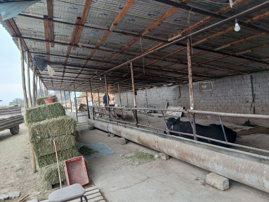 Участка ва молхона