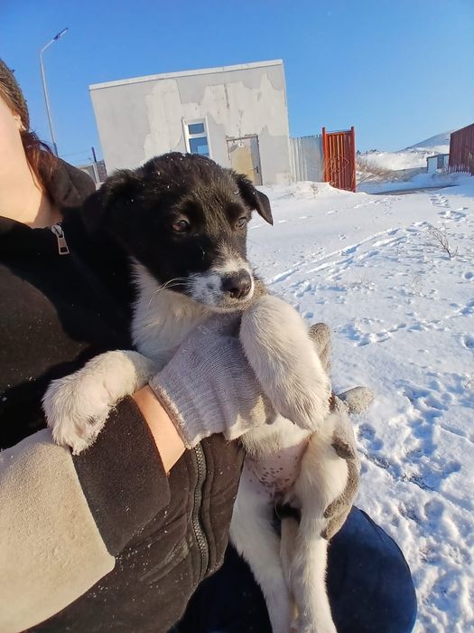 Отдам щенят в хорошие руки