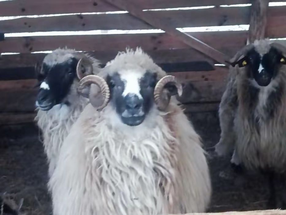 Oaie de vânzare breaza