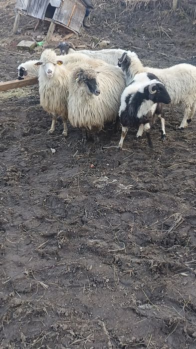 De vânzare 3 noatine breze și 3 oi