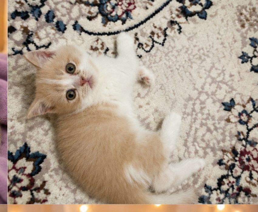 Scottish Fold / Scottish Straight mushukchalari sotiladi