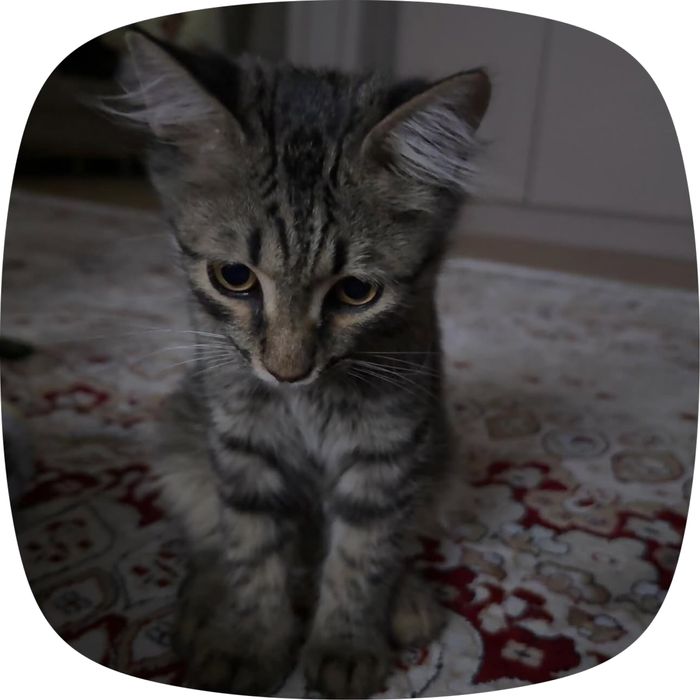 Котенок в добрые руки