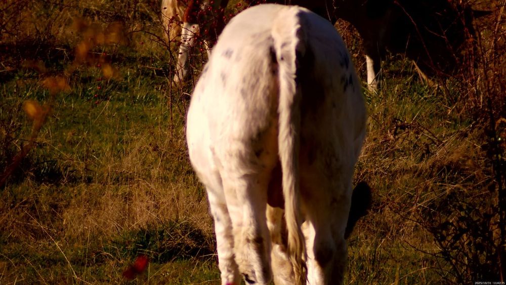 Vând viței belgieni crescuți în libertate