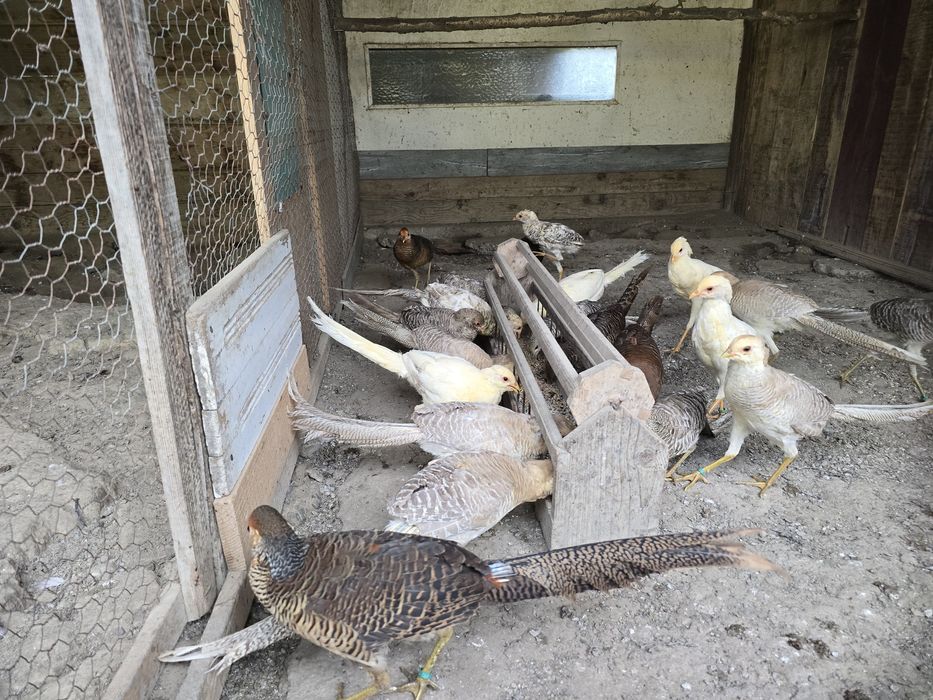 Vand fazani masculi aurii 2025