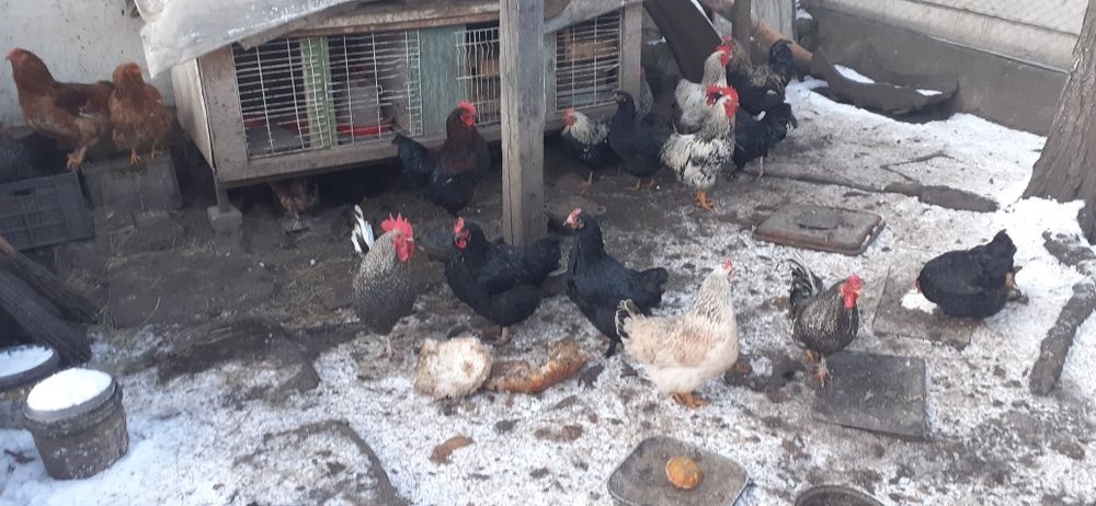 Mai mulți cocoși bun care calcă găinile și de tăiat.