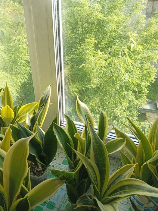 Сансевиерии, обмен