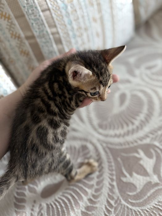 Котенок бенгальский