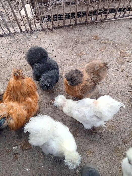 Oua matase japoneza de vanzare