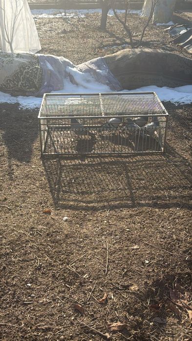 Птицы Голуб клетки