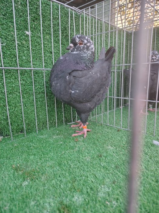 Vând porumbei kingi