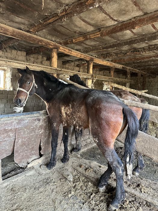 Құнандар сатылады семіз