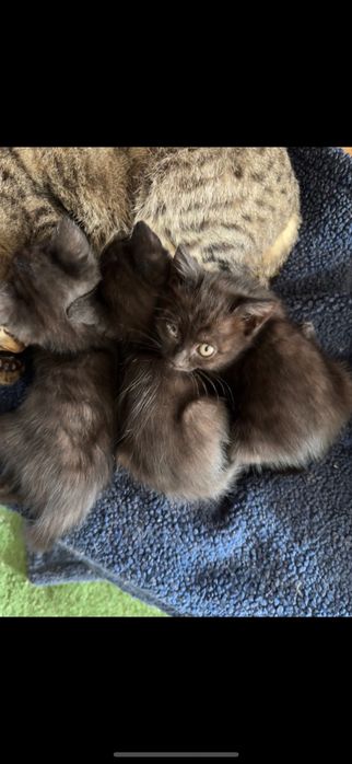 Котята,5 котят с мамой