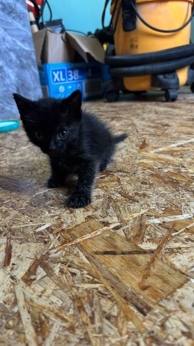 Отдам бесплатно котят