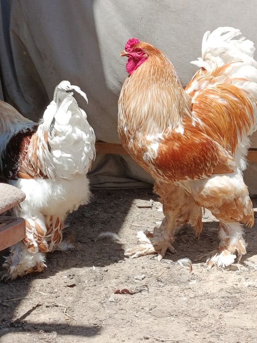 Продаются яйца курей породы брама белое золото