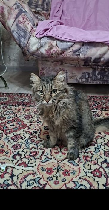 Сибирская кошечка Багира в добрые руки!