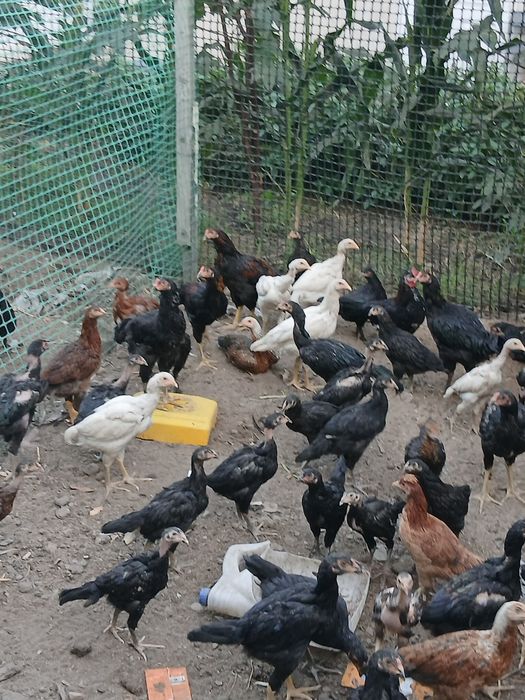 Продаются даканы