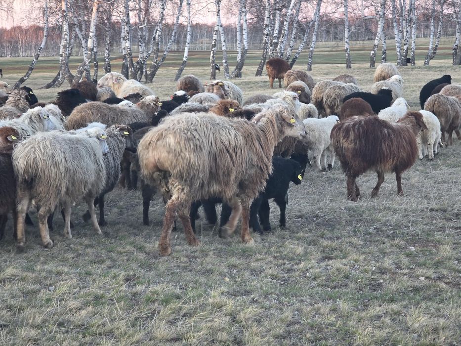Продам кошкара племенного