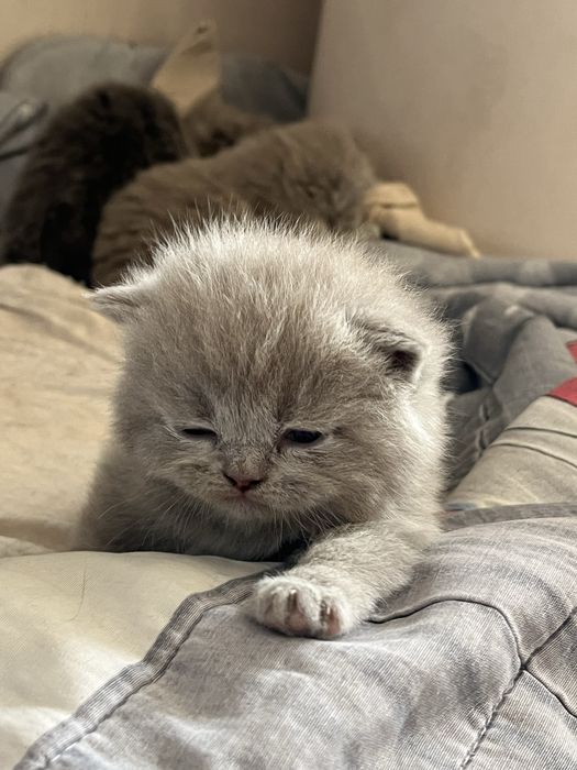 Scottish Fold продается