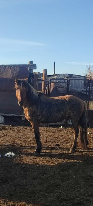 Айгыр сатылады продается жеребец