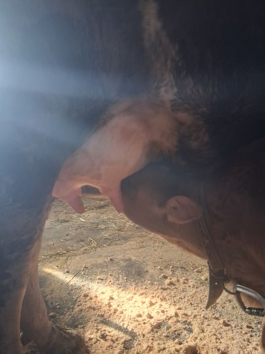 Vacă  cu vițel de vinzare