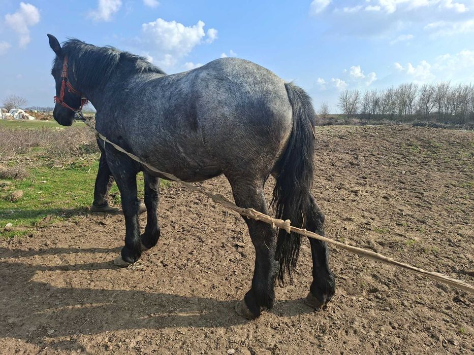 Vand manza, 3 ani si 8 luni!