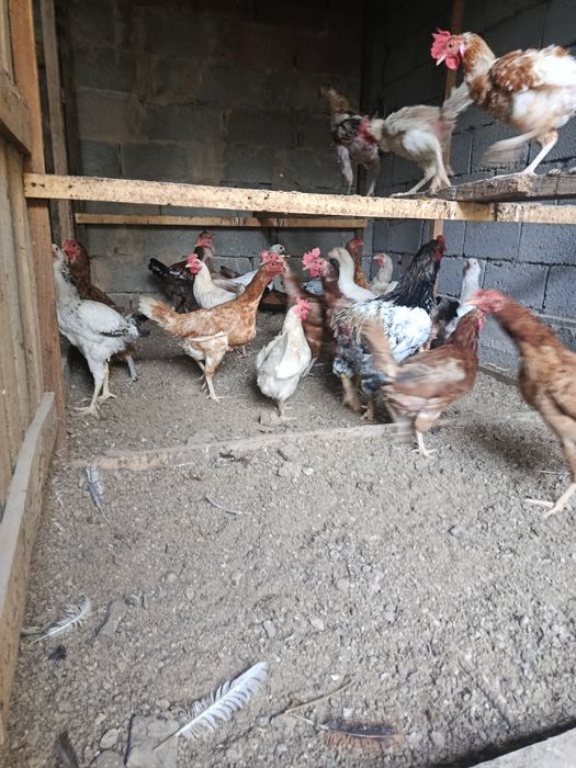 Срочно продам куры и петух