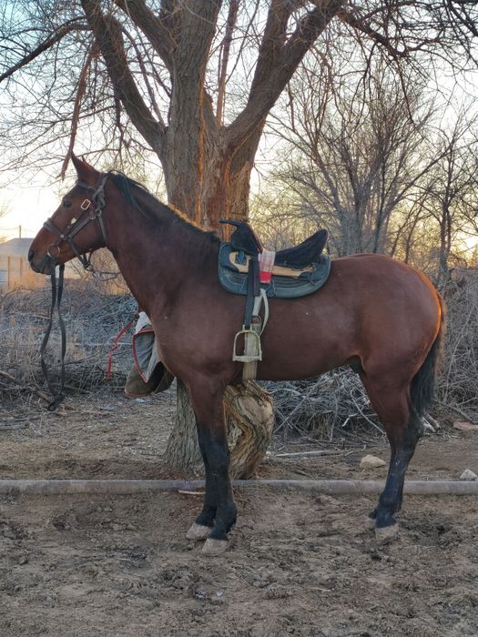 Карабайыр айгыр сатылады