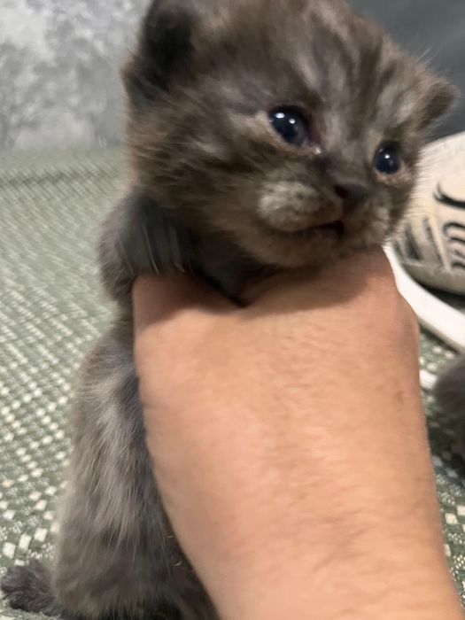 Шотландские котятя
