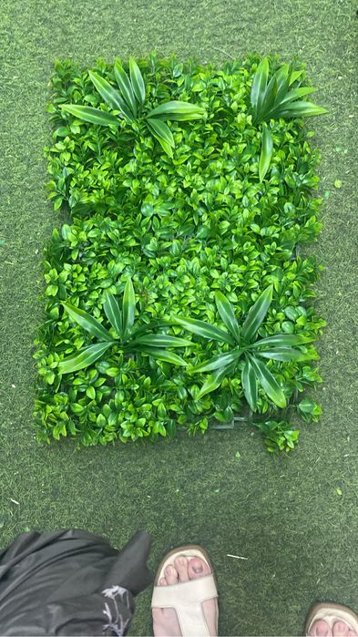 самшит , газон , искусственные коврик