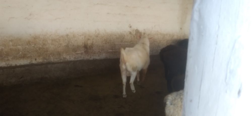 Продаются козёл.