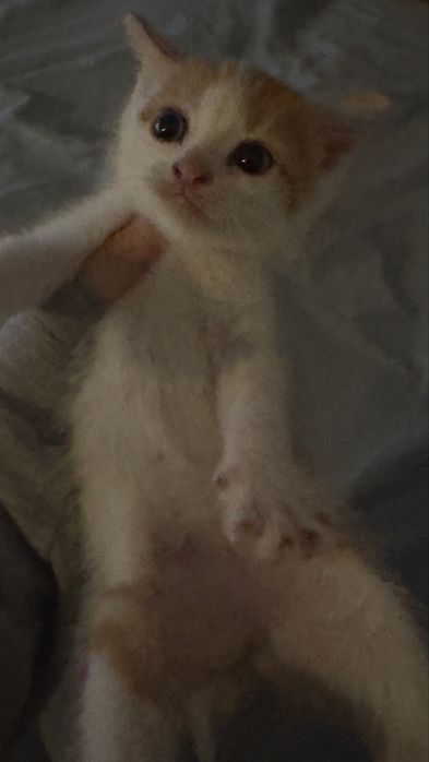 Отдаю игривых котят